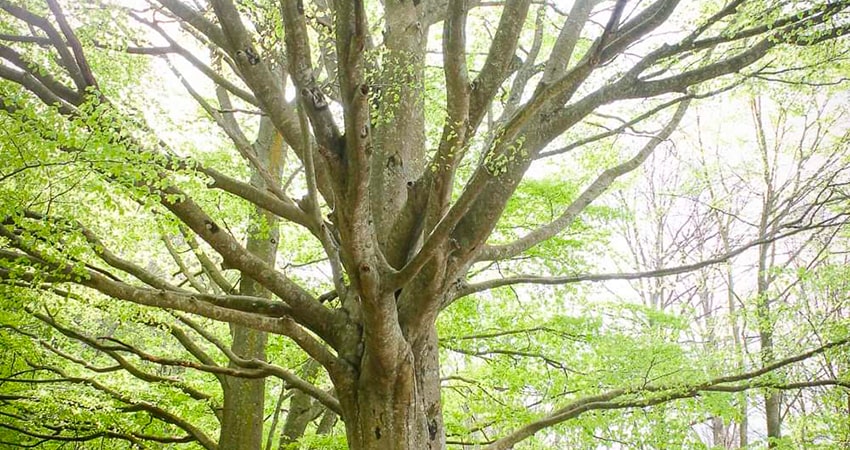 Árbol - Vida - Ana